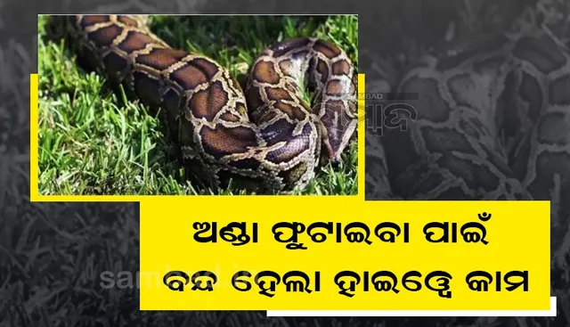 ଅଜଗରର ଅଣ୍ଡା ଫୁଟାଇବା ପାଇଁ ୫୪ ଦିନ ଧରି ବନ୍ଦ ରହିଲା ହାଇୱେ କାମ