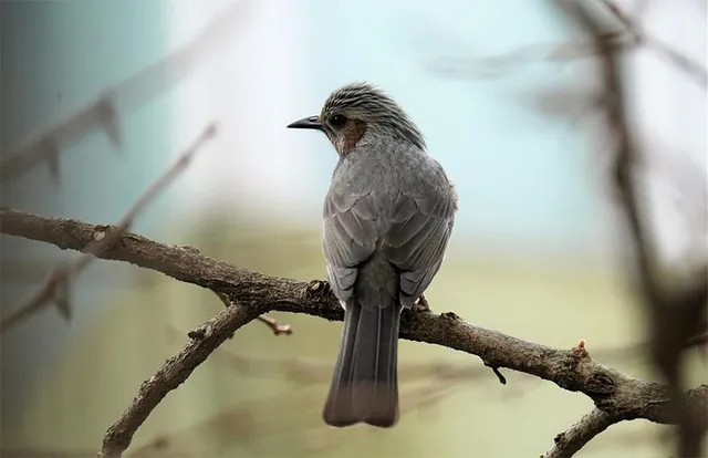 ବିଷାକ୍ତ ଅନୁଗୁଳ ଆକାଶ: ମୁହଁ ଫେରାଇଲେଣି ପକ୍ଷୀ