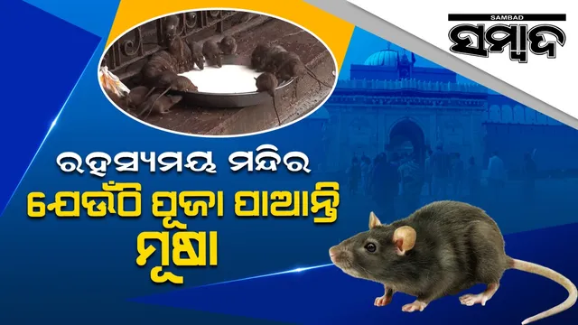 ରହସ୍ୟମୟ ମନ୍ଦିର, ଯେଉଁଠି ପୂଜା ପାଆନ୍ତି ମୂଷା 