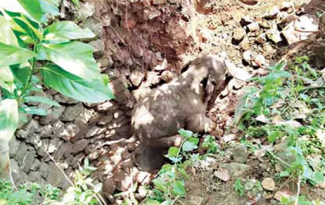 ୫ଘଣ୍ଟା ପରେ କୂଅରୁ ଉଦ୍ଧାର ହେଲା ଛୁଆହାତୀ