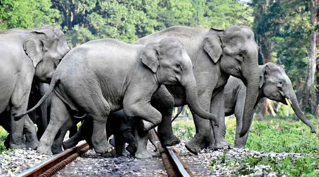 ହାତୀ ପାଇଁ ଅଣ୍ଡର୍‌ପାସ୍ ହେବ, ଅଣ୍ଟାଭିଡ଼ିଲା  ରେଳ ମନ୍ତ୍ରାଳୟ