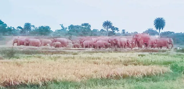 ମୋରଡ଼ା ବ୍ଲକ୍‌ ଅଞ୍ଚଳରେ ହାତୀ ଉପଦ୍ରବକୁ ନେଇ ଲୋକେ ଅତିଷ୍ଠ