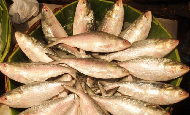 ନଦୀ, ମୁହାଣ ଓ ସମୁଦ୍ରରୁ ମାଛମରା ନିଷେଧ ହେତୁ କୋଲ୍‌କାତା ବଜାରରେ ୧୦୦% ମହଙ୍ଗା ହେଲା ମାଛ ଦର