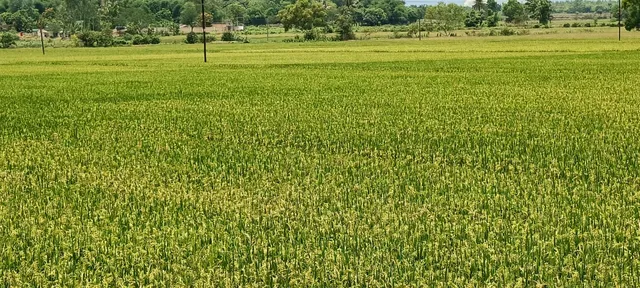 ପ୍ରଥମ ପର୍ଯ୍ୟାୟରେ ୧୦ଲକ୍ଷ ୩୭ହଜାର କୁଇଣ୍ଟାଲ ଧାନ କିଣାଯିବା ଲକ୍ଷ୍ୟ