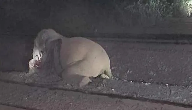 ହାତୀ ମାରି ବେଫିକର ରେଳବାଇ: ପୁଣି ନୋଟିସ୍‌ ଜାରିକଲା ବନ ବିଭାଗ