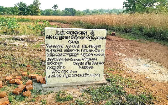 ଲେମନଗ୍ରାସ୍‌ ଚାଷ କରି ଚାଷୀ ହଟହଟା: ପାଣିରେ ପଡ଼ିଲା ୫.୯୦ ଲକ୍ଷ