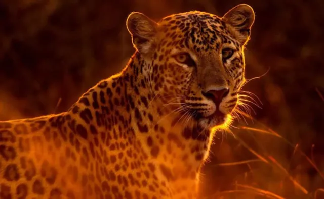 ନୂଆପଡ଼ା ଜିଲ୍ଲାରେ ମାତିଛି ରକ୍ତମୁଖା ବାଘ; ୨୦ ଦିନରେ ଗଲାଣି ଜଣେ ମଣିଷ ଓ  ୭ ଗୃହପାଳିତ ପ୍ରାଣୀର ଜୀବନ