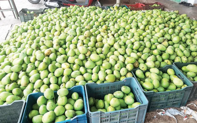 ଆମ୍ବ ଉତ୍ପାଦନ ୨୦% କମିବ: ଜଳବାୟୁ ପରିବର୍ତ୍ତନର ପ୍ରଭାବ