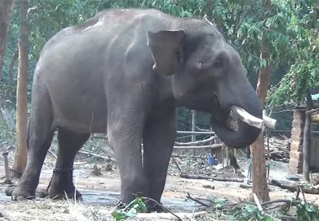 ଚନ୍ଦକାରେ ଉଠିପାରୁନି ‘ନନ୍ଦ’, ୪୮ ଘଣ୍ଟା ହେଲା ତଳେ ପଡ଼ିରହିଛି