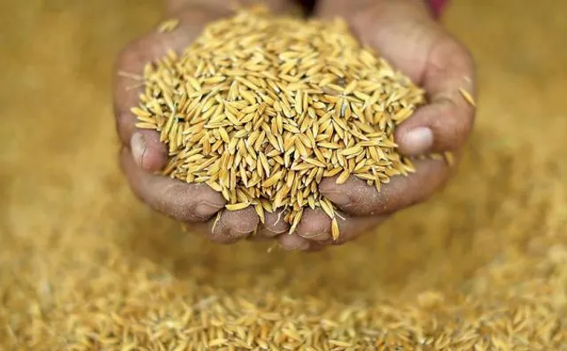 ଚାଷୀ, ଚାଷ ପ୍ରତି ଦରଦ ଏମିତି...: ଆଜି ଅଖିମୁଠି ଅନୁକୂଳ: ସରକାରୀ ବିହନ ଯୋଗାଣ ନୋହିଲା