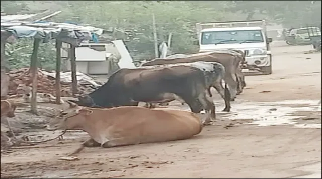 ଅସ୍ବାସ୍ଥ୍ୟକର ପରିବେଶ ସୃଷ୍ଟି କରୁଛି ଖଟାଲ: ମାଡ଼ି ବସିଛନ୍ତି ଏକର ଏକର ସରକାରୀ ଜମି