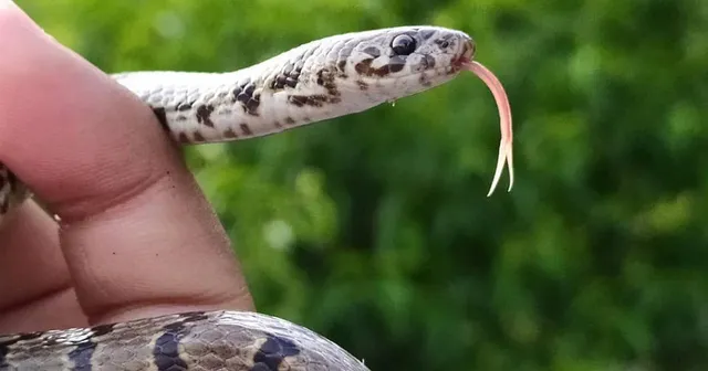 ଜଣା-ଅଜଣା : ପୃଥିବୀର ଏହି ସବୁ ଅଞ୍ଚଳରେ ସାପ ଦେଖାଯା’ନ୍ତି ନାହିଁ