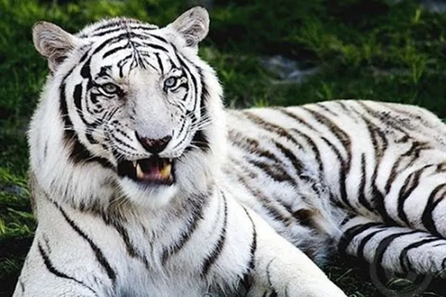 ନନ୍ଦନକାନନରେ ୧୨ ବନ୍ୟଜନ୍ତୁ ଅସୁସ୍ଥ