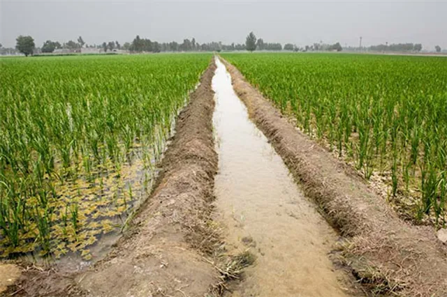 ୬୪୬ ପ୍ରକଳ୍ପ, କେଉଁଠି ହୋଇଛି ଜଳସେଚନ? ଯାଜପୁରରେ ଜଳନିଧି ଯୋଜନାକୁ ନେଇ ପ୍ରଶ୍ନ ଉଠିଲା