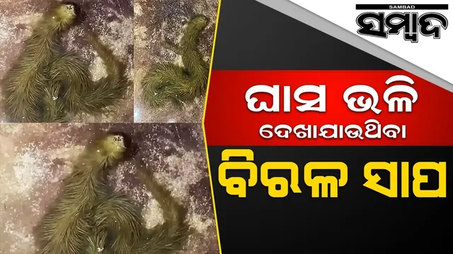 ଚର୍ଚ୍ଚାରେ ଘାସ ଭଳି ଦେଖାଯାଉଥିବା ବିରଳ ସାପ, ଲୁଚି ରହି କରିଥାଏ ଆକ୍ରମଣ