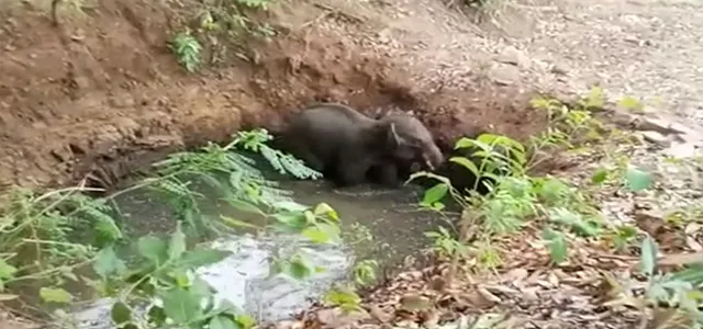 ୧୫ ଫୁଟ କୂଅରୁ ହାତୀ ଉଦ୍ଧାର