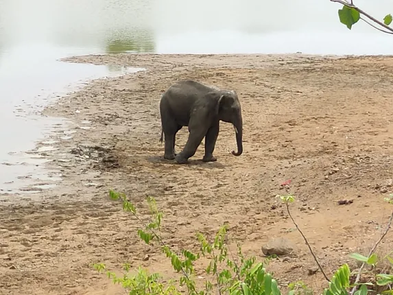 ମୁରଗାବାରି ଗ୍ରାମ୍ୟ ଜଙ୍ଗଲ ମଧ୍ୟରେ ଘୂରି ବୁଲୁଛି ଅସୁସ୍ଥ ଦନ୍ତା : ଚିକିତ୍ସା ପରେ ବି ଛୋଟେଇ ଚାଲୁଛି