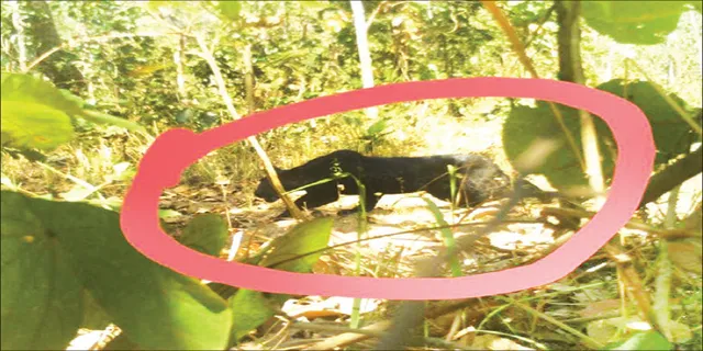 ବାଘଙ୍କ ଉପରେ ନଜର ନାହିଁ, ନୟାଗଡ଼ରେ କଳାବାଘ ନେଇ ବଢ଼ୁଛି ସନ୍ଦେହ