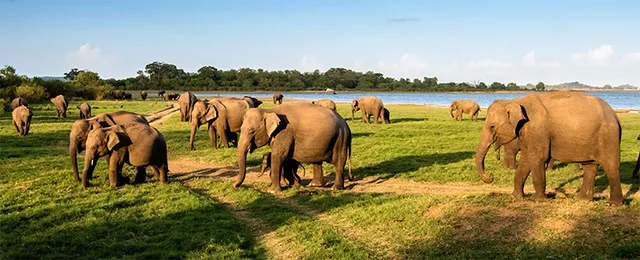 ଖାଦ୍ୟାଭାବରୁ ହାତୀପଲ ଜନବସତିମୁହାଁ