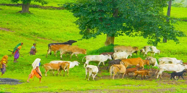 ବଜ୍ରାଘାତରେ ୧୨ ବଳଦ, ୧୬ ଛେଳି ମଲେ