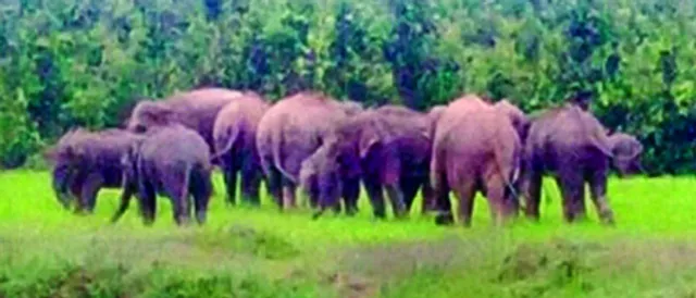 କାଶିଆ ଜଙ୍ଗଲରେ ୨୩ ହାତୀ