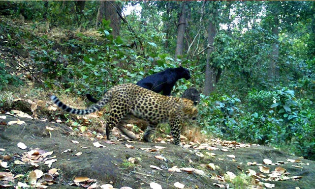 ଗର୍ଜନପାହାଡ଼ର  ବିରଳ କଳା ବାଘ କୁଆଡ଼େ ଗଲା !