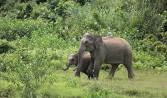 ହାତୀ ଆକ୍ରମଣରେ ନାବାଳିକାର ମୃତ୍ୟୁ