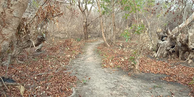 ବିକାଶ ନାଁରେ ଘୁମୁସର ଜଙ୍ଗଲର ବିନାଶ, ସଂକଟରେ ବନ୍ୟଜନ୍ତୁ, ଜଙ୍ଗଲ ସଂପଦ