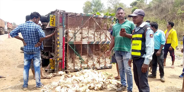 ବ୍ରଏଲର କୁକୁଡ଼ା ବୋଝେଇ ଗାଡ଼ି ଓଲଟିଲା