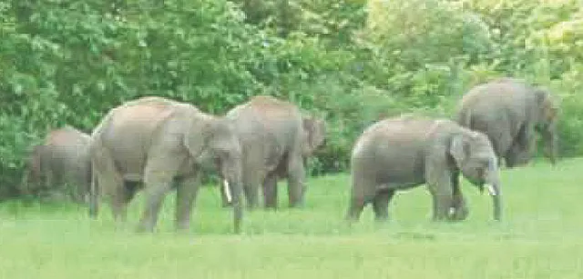 କରଞ୍ଜିଆ ଛାଡ଼ି ଦୁଧିଆଣି ବନଖଣ୍ଡକୁ ପଶିଲେ ହାତୀପଲ