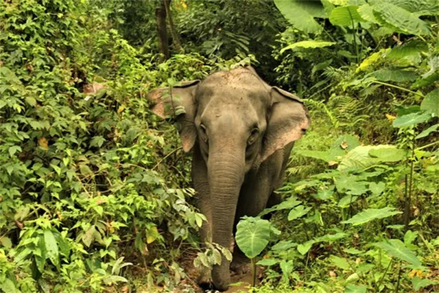 ରୁଗୁଡ଼ି ସାହିରେ ଦନ୍ତା ଆତଙ୍କ