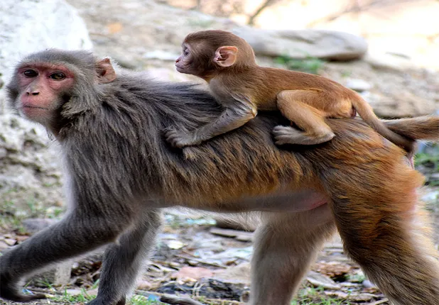 ଚିକିତ୍ସା ପାଇଁ କ୍ଲିନିକ୍ ପହଞ୍ଚିଲା ମାଙ୍କଡ଼!