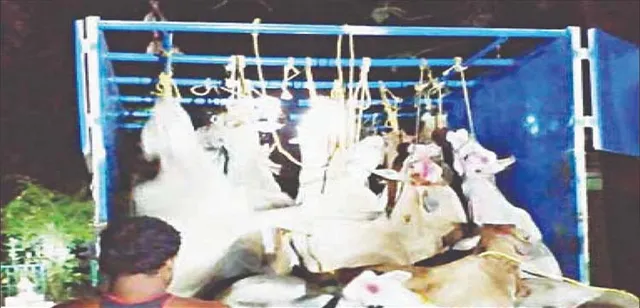 ଗୋରୁ ଚାଲାଣ ଘଟଣାରେ ୪ ଗିରଫ, ୨ ପିକ୍‌ଅପ୍‌ ଜବତ, ୪୧ ଗାଈ ଉଦ୍ଧାର