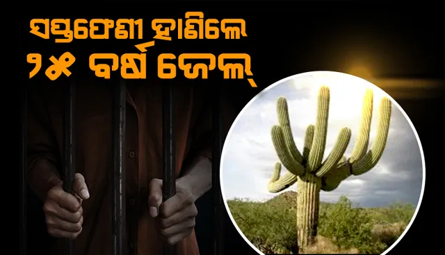 ସପ୍ତଫେଣୀ ହାଣିଲେ ୨୫ ବର୍ଷ ଜେଲ୍‌