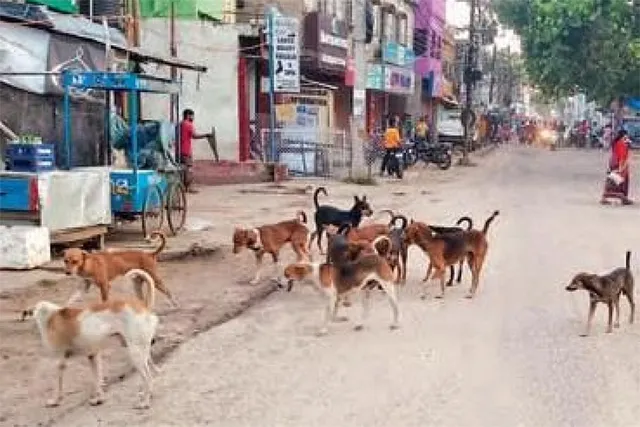 କୁକୁର ବନ୍ଧ୍ୟାକରଣରେ ନିଷ୍ଠୁରତା: ଡାକ୍ତର ଓ ସଂସ୍ଥା ବିରୋଧରେ ବିଏମ୍‌ସିର କାର୍ଯ୍ୟାନୁଷ୍ଠାନ