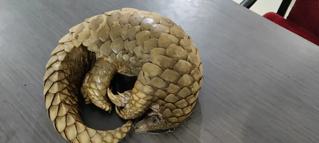 ବୌଦ୍ଧ: ଜୀବନ୍ତ ବଜ୍ରକାପ୍ତା ଉଦ୍ଧାର କଲା ଏସ୍‌ଟିଏଫ୍‌, ଅଭିଯୁକ୍ତ ଗିରଫ