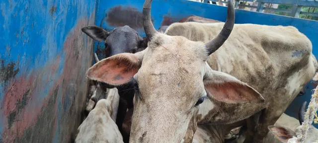 ରାଉରକେଲା : ୨ଟି ଗୋରୁ ବୋଝେଇ ପିକଅପ୍‌ ଜବତ, ୨ ଜଣ ଡ୍ରାଇଭର ଗିରଫ