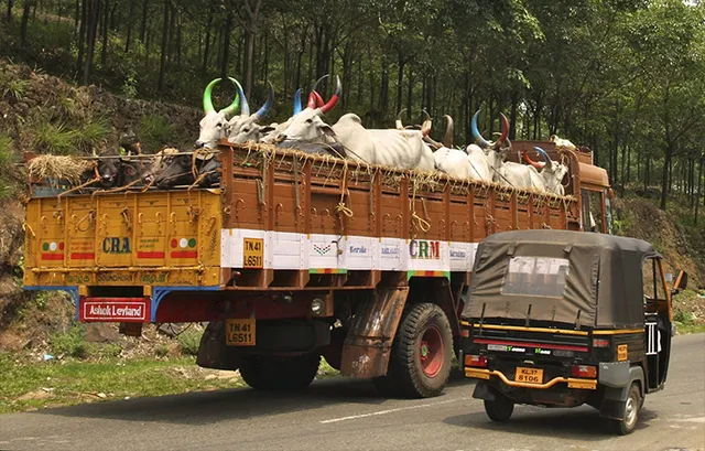 ଗୋଚାଲାଣ ସୁନ୍ଦରଗଡ଼ରୁ ବାଂଲାଦେଶ, ତଥାପି ପୁଲିସ ନୀରବ