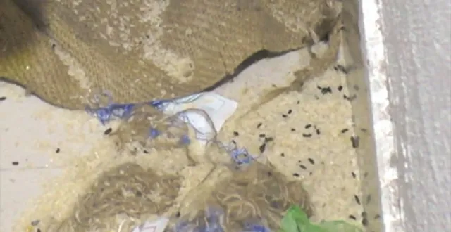 ଆଦର୍ଶ ବିଦ୍ୟାଳୟରେ ୧୨ଛାତ୍ରୀ ଝାଡ଼ାବାନ୍ତିରେ ଅସୁସ୍ଥ ଘଟଣା, ଷ୍ଟୋର ରୁମ୍‌ରୁ ବାହାରିଲା ପୋକରା ଚାଉଳ