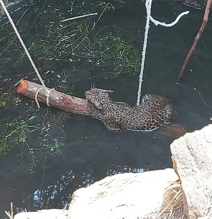 ସମ୍ବଲପୁର: କୂଅରେ ପଡ଼ି ଯାଇଥିବା କଲରାପତରିଆ ବାଘ ଉଦ୍ଧାର