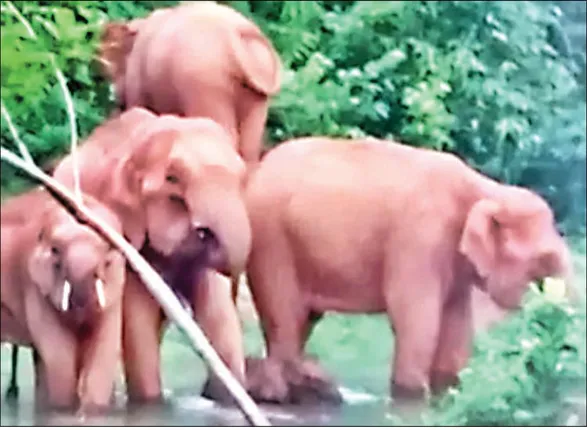 ଚନ୍ଦକାରେ ଏବେ ୩୪ ହାତୀ, ଭରତପୁରରେ ବୁଲୁଛି ଡଉଲଡାଉଲ ଜଗା