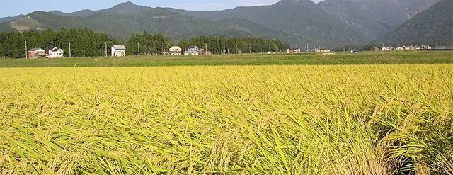 ଗଞ୍ଜାମରେ ୧.୭୦ ଲକ୍ଷ ହେକ୍ଟର୍‌ରେ ଖରିଫ୍‌ ଚାଷ ଲକ୍ଷ୍ୟ