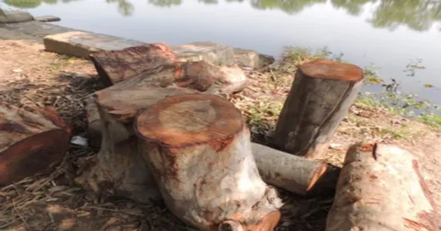 ପୋଖରୀ ଖୋଳା ନାଁରେ ୧୨ ଗଛ କାଟିଦେଲେ