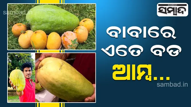 ଗୋଟିଏ ଆମ୍ବର ଓଜନ ୫ କେଜି, ଦାମ ୨ହଜାର ଟଙ୍କା; ଦେଶର ଏହି ରାଜ୍ୟରେ ଚାଷ ହେଉଛି ‘ନୁର ଜାହାନ’