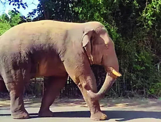 ମିତ୍ରପୁର ବଜାରରେ ଝାଡ଼ଖଣ୍ଡୀ ଦନ୍ତା