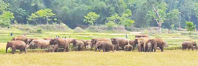 ବିଦ୍ୟୁତ୍ ଷ୍ଟ୍ରକଚର୍‌ରେ ପଶିଲା ହାତୀ