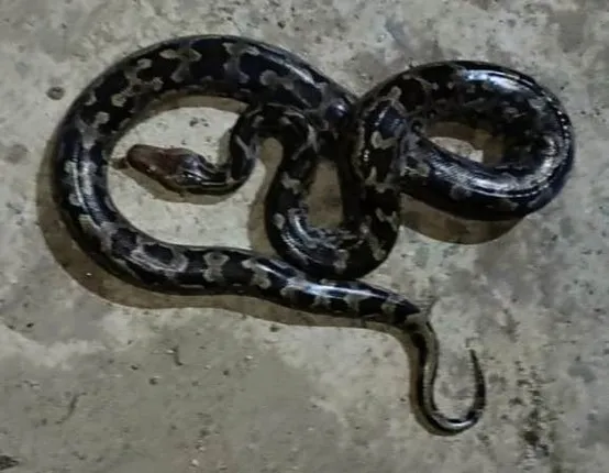 କାମାକ୍ଷାନଗରରୁ ୭ ଫୁଟର ଅଜଗର ସାପ ଉଦ୍ଧାର