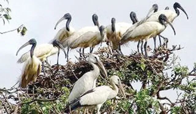 ଭିତରକନିକାରେ ପାଦ ଥାପିଲେଣି ଦେଶୀୟ ପକ୍ଷୀ, ମଠଆଡ଼ିଆରେ ଶୁଭୁଛି କଳରବ