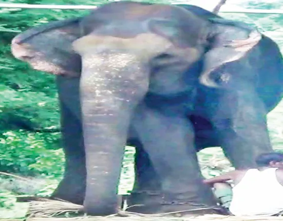 ଚିନ୍ତାରେ ନନ୍ଦନକାନନ କର୍ତ୍ତୃପକ୍ଷ, ପ୍ରେମା ଗୋଡ଼ରେ ଘା’