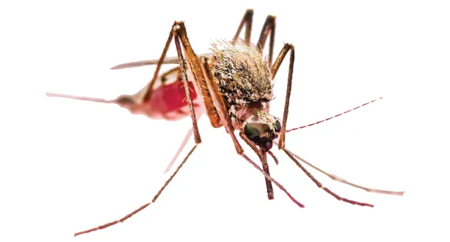 କାୟା ମେଲାଇ ଚାଲିଛି ଡେଙ୍ଗୁ: ରାଜଧାନୀରେ ପ୍ରକୃତ ଡେଙ୍ଗୁ ଆକ୍ରାନ୍ତ ସଂଖ୍ୟା କେତେ?